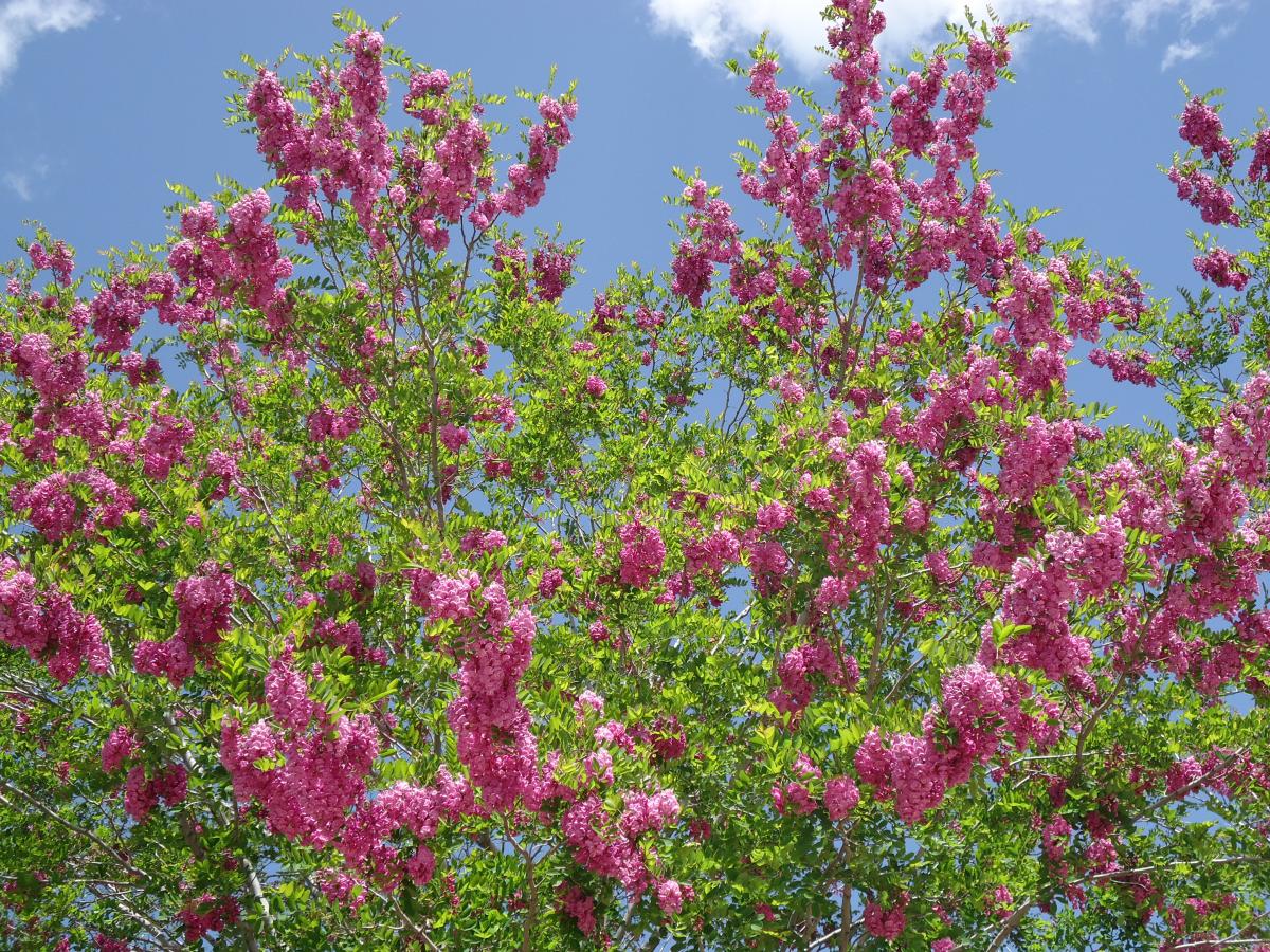 PURPLE ROBE LOCUST5 TREE 15gal