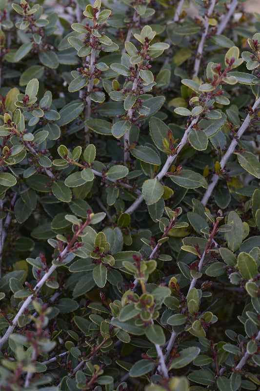 STOKE'S DWARF YAUPON HOLLY 1gal