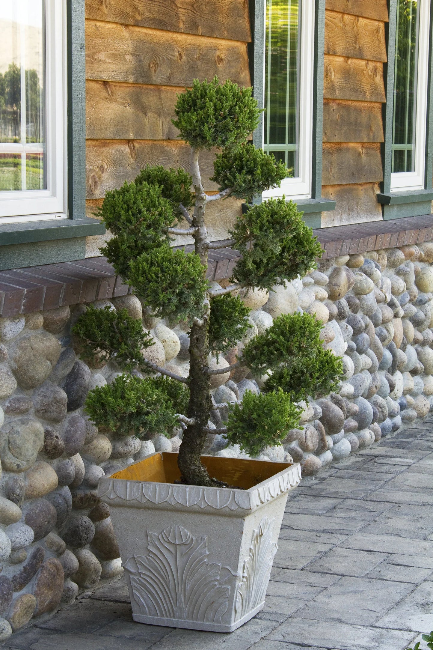SAN JOSE JUNIPER TOPIARY 2gal