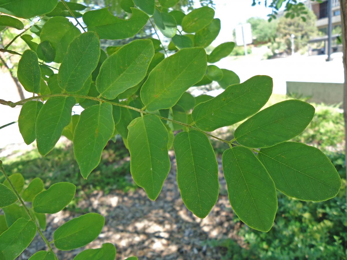 PURPLE ROBE LOCUST5 TREE 15gal