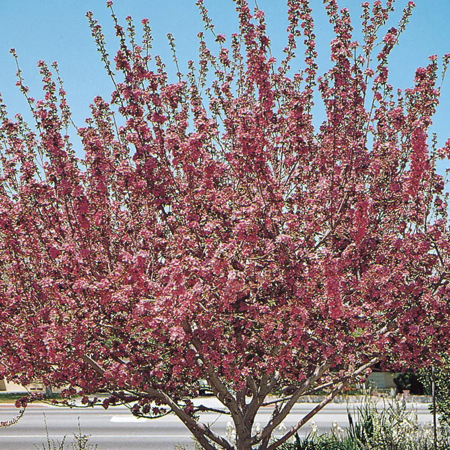 RADIANT CRABAPPLE TREE 10gal