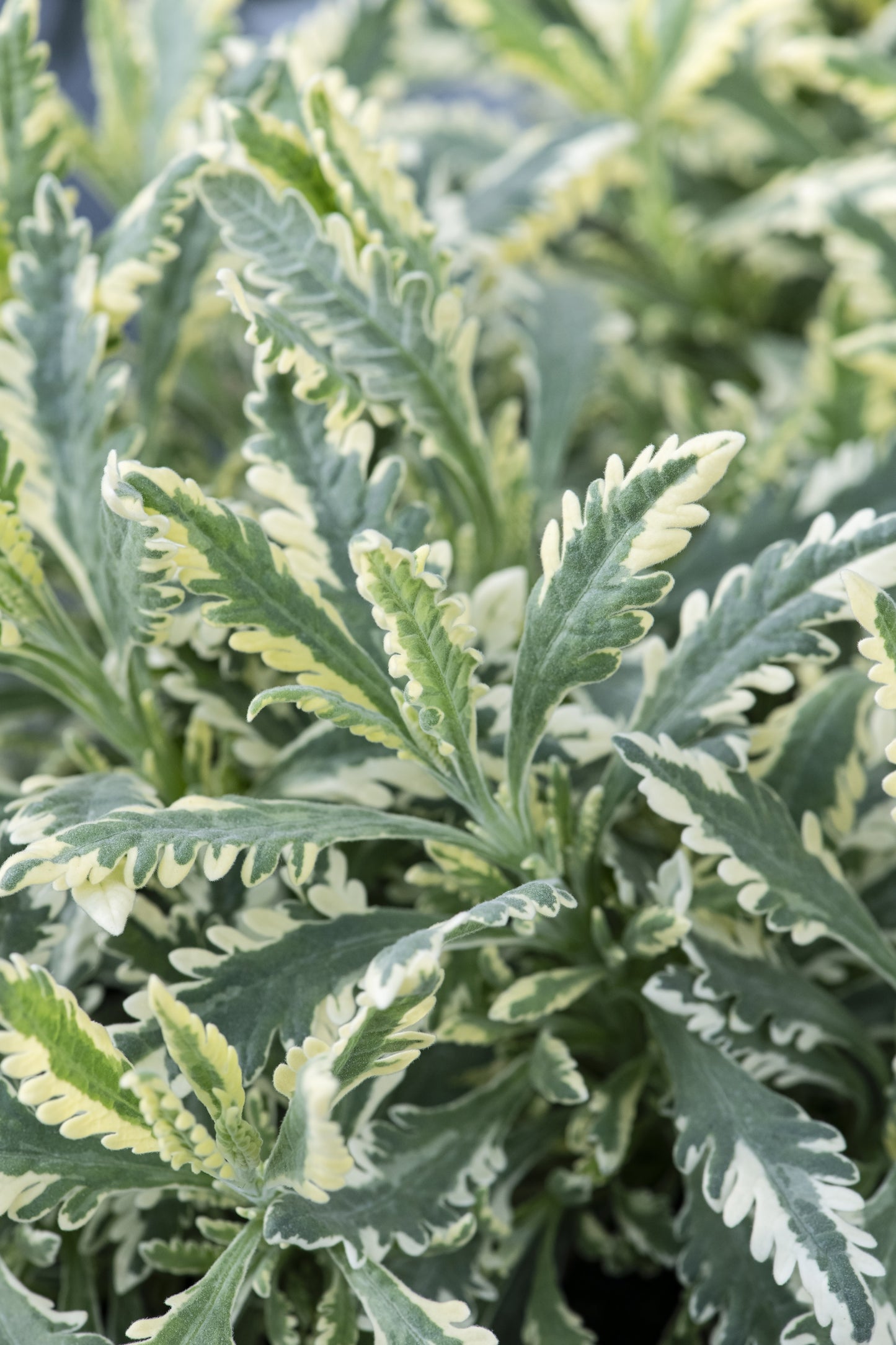 VARIEGATED ALLARD'S LAVENDER 1gal