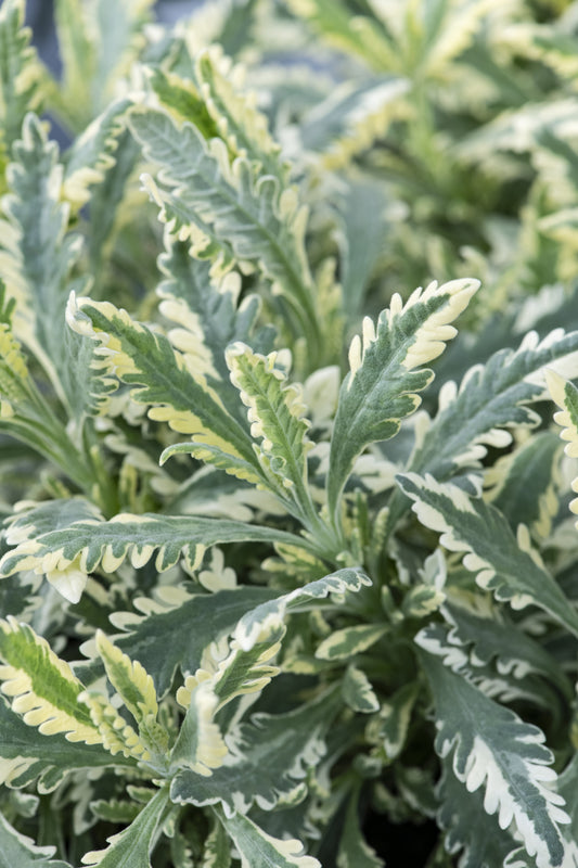 VARIEGATED ALLARD'S LAVENDER 1gal