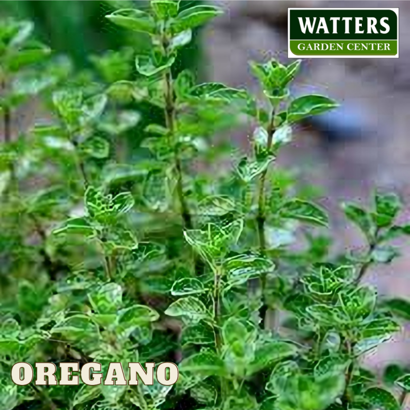 ORGANIC ITALIAN OREGANO 4in