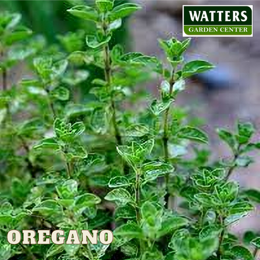 ORGANIC ITALIAN OREGANO 4in