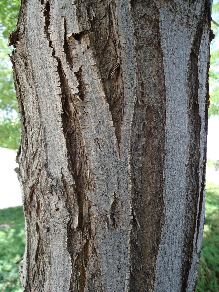 PURPLE ROBE LOCUST5 TREE 15gal