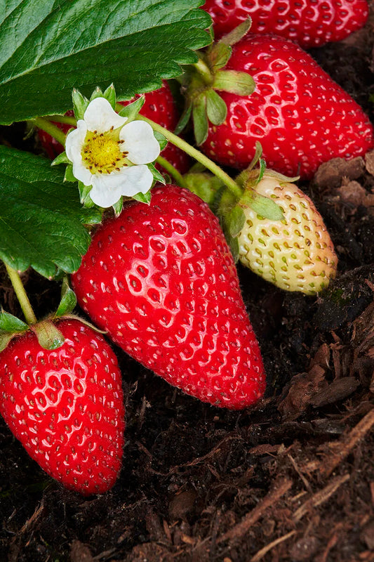 ALBINO STRAWBERRY 1gal