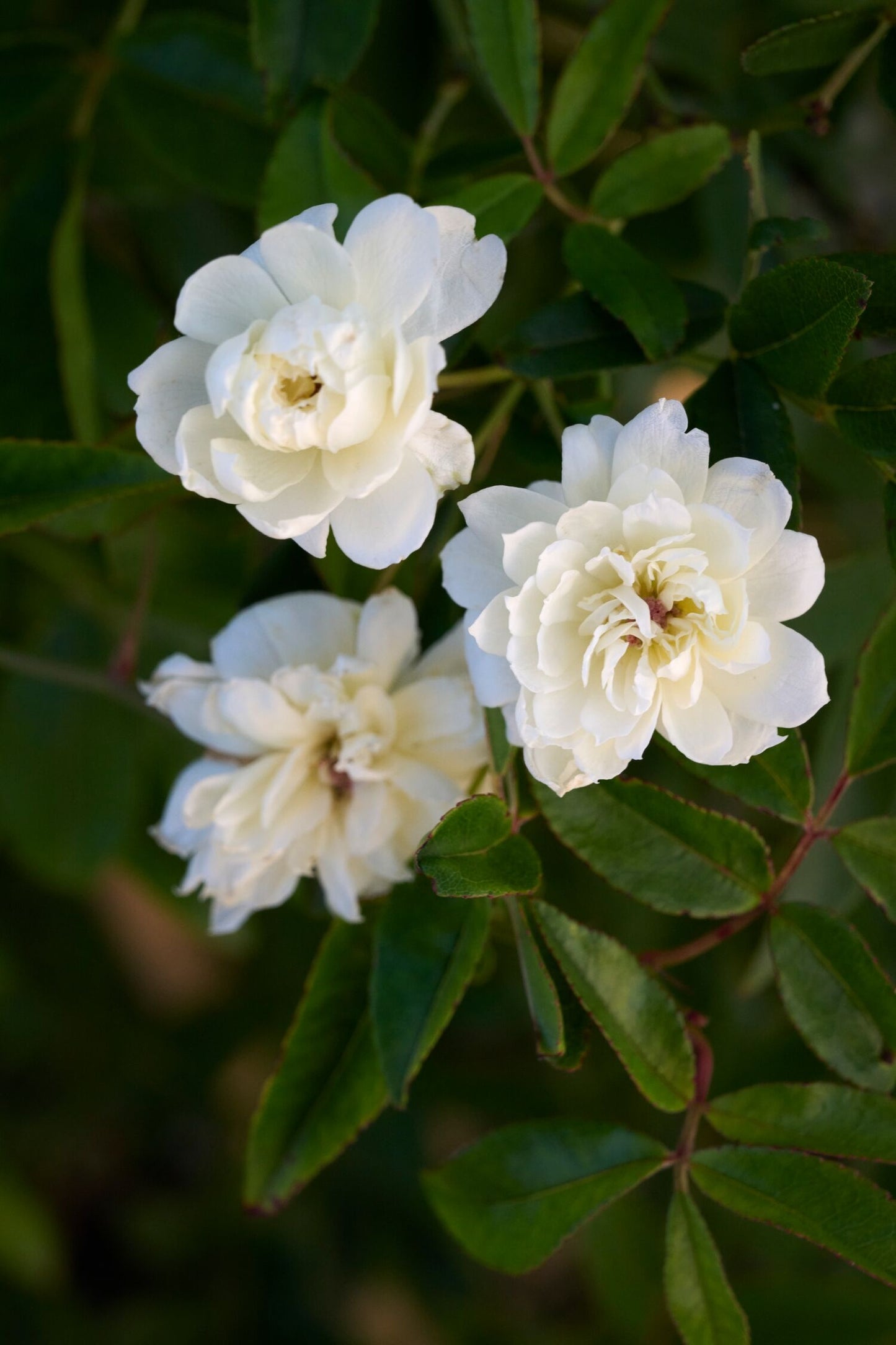 WHITE LADY BANKS CLIMBING ROSE 2gal