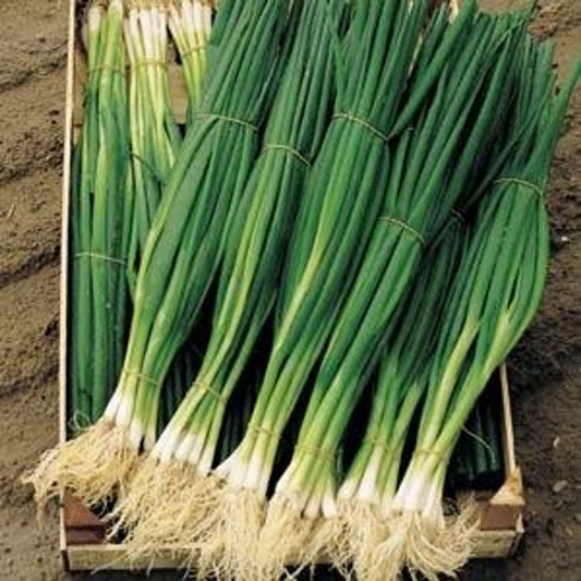 ONION 6 PACK