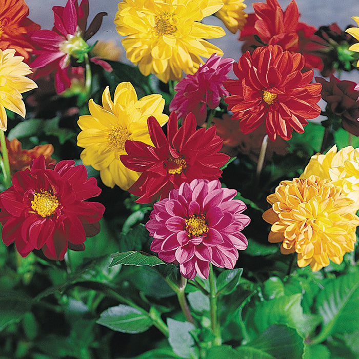 ASSORTED DAHLIAS 1gal