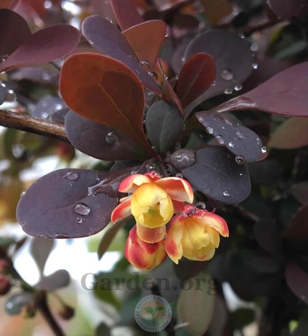 LAVA NUGGET BARBERRY 1gal