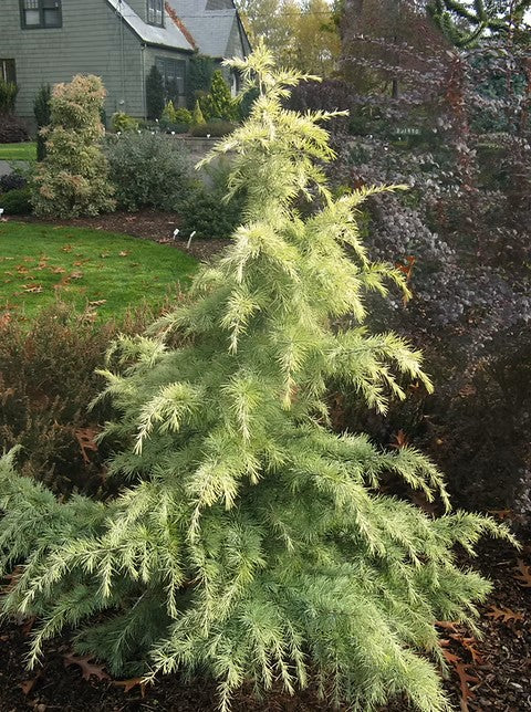 AUREA GOLD DEODAR CEDAR TREE 10gal