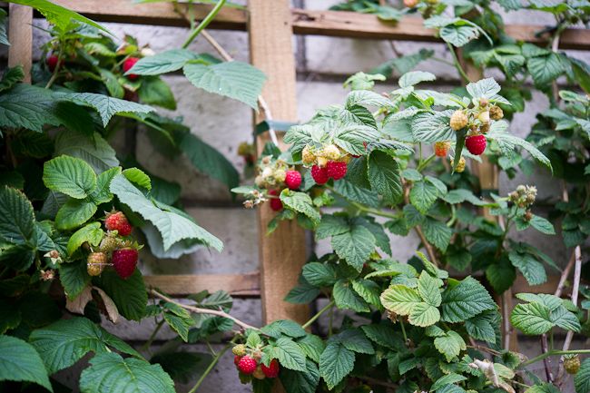 CANBY RED RASPBERRY 2gal