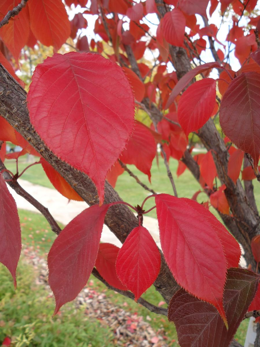 KWANZAN FLOWERING CHERRY TREE 7gal