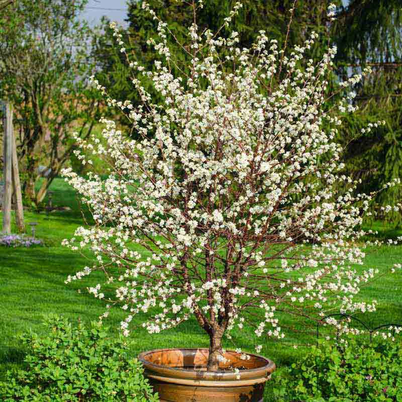 MONTMORENCY CHERRY TREE 7gal