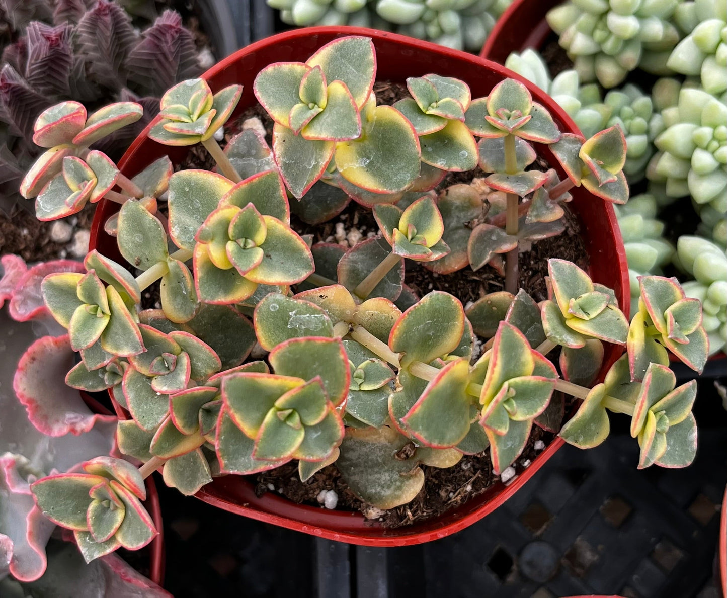 Calico Kitten Variegated Crassula