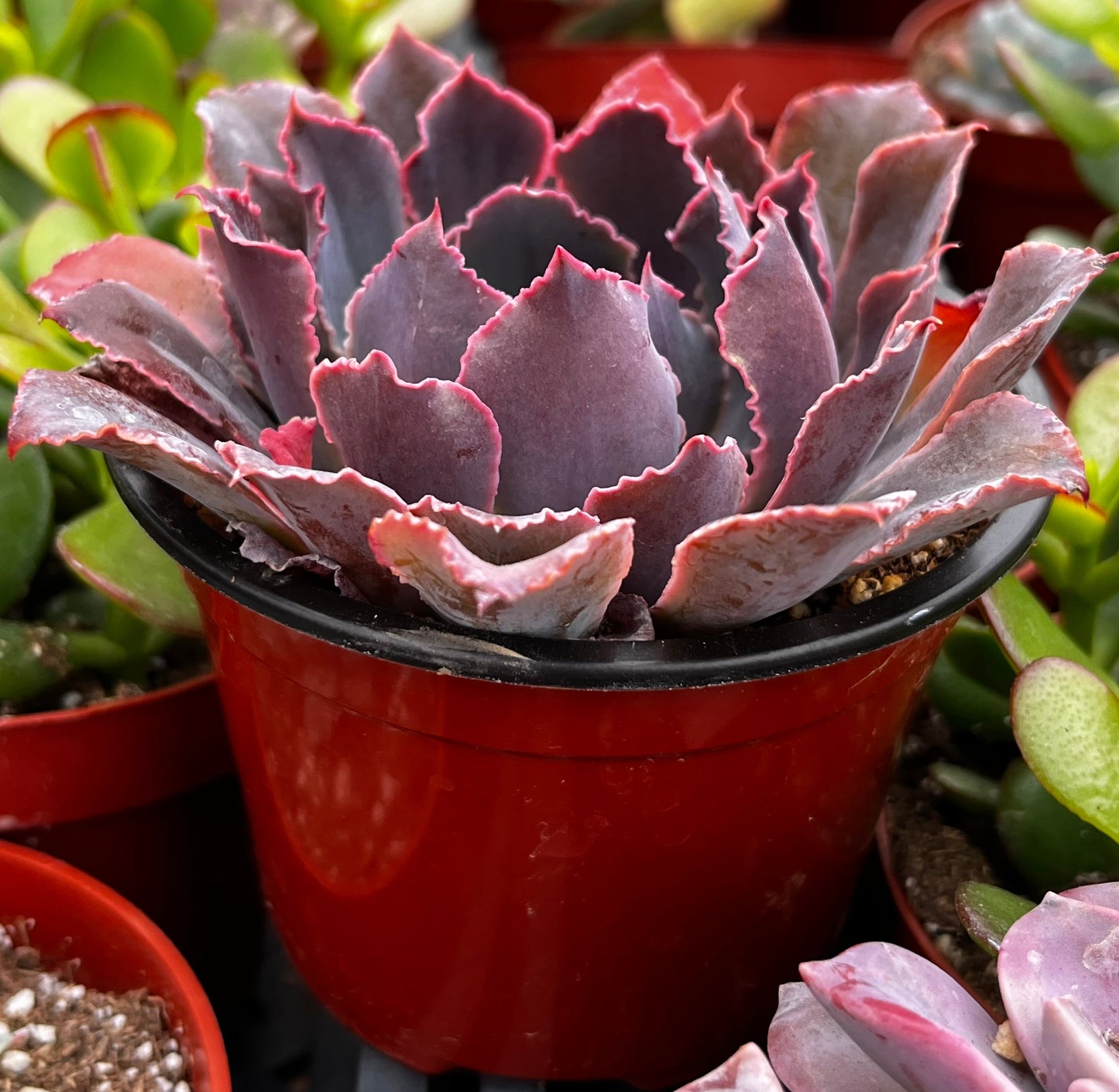 Neon Breaker Echeveria
