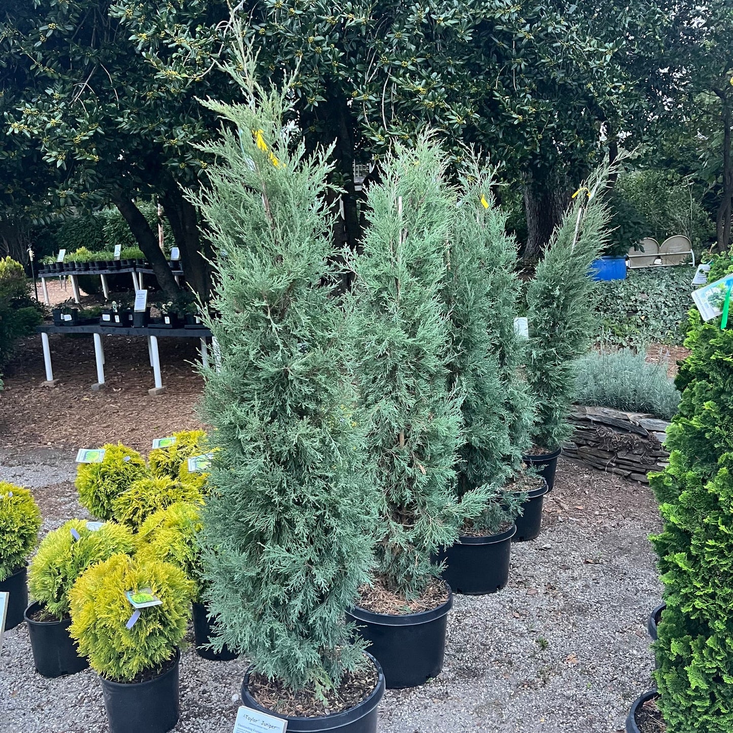 TAYLOR JUNIPER TREE 10gal