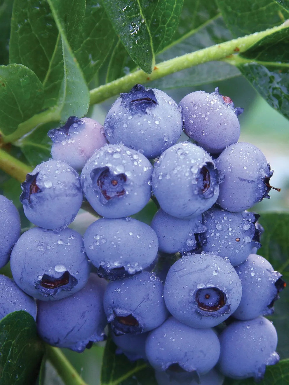 PATRIOT BLUEBERRY 2gal