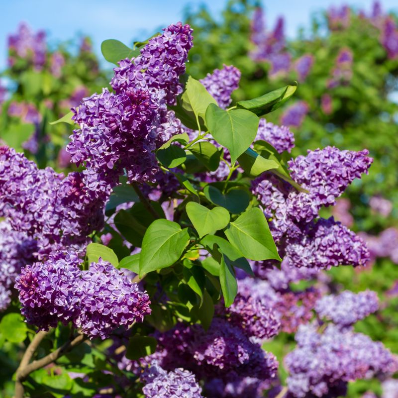 PURPLE LILAC 3gal