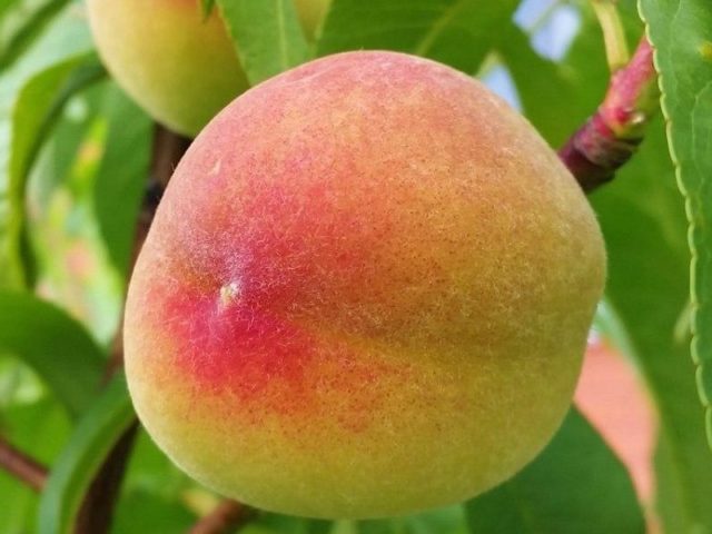 VETERAN PEACH 5gal