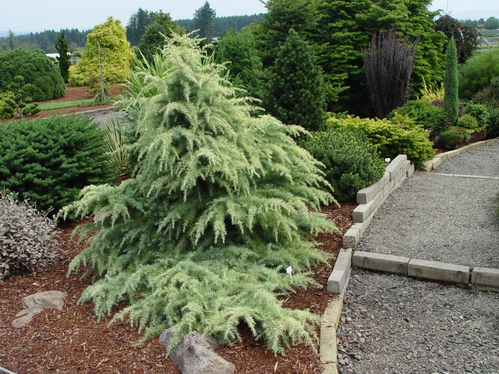 SNOW SPRITE DEODAR CEDAR 6gal