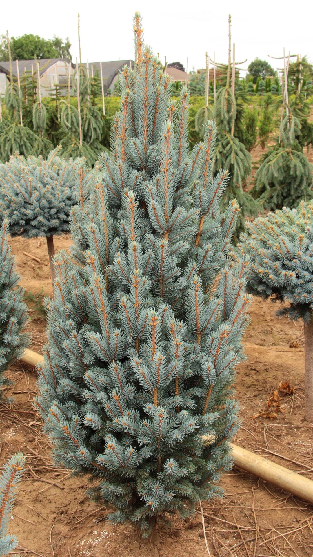 FASTIGIATA COLUMN SPRUCE 7gal