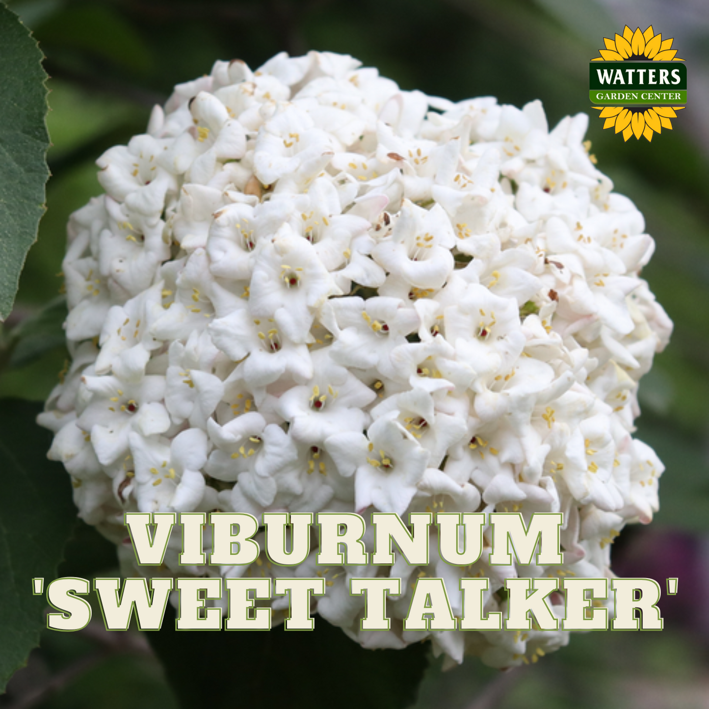 SWEET TALKER VIBURNUM 2gal