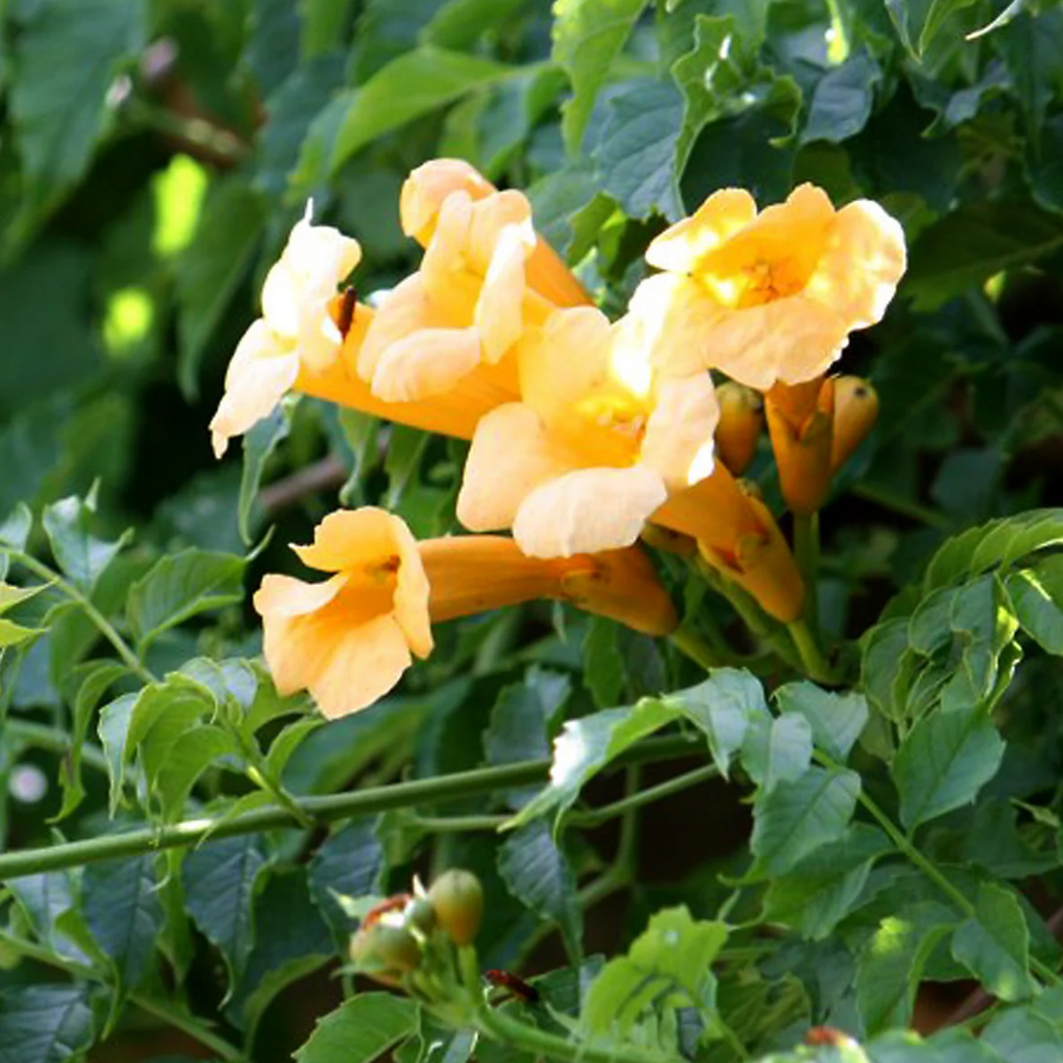YELLOW TRUMPET VINE 2gal STAKED