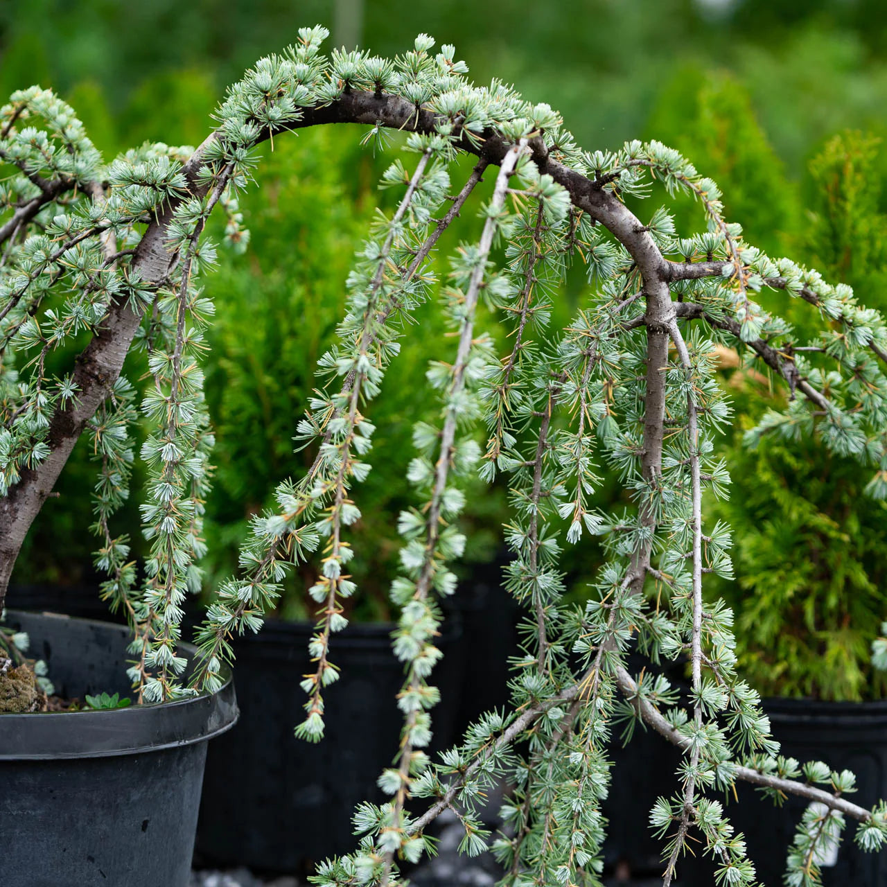 WEEPING ATLAS CEDAR TREE 7gal