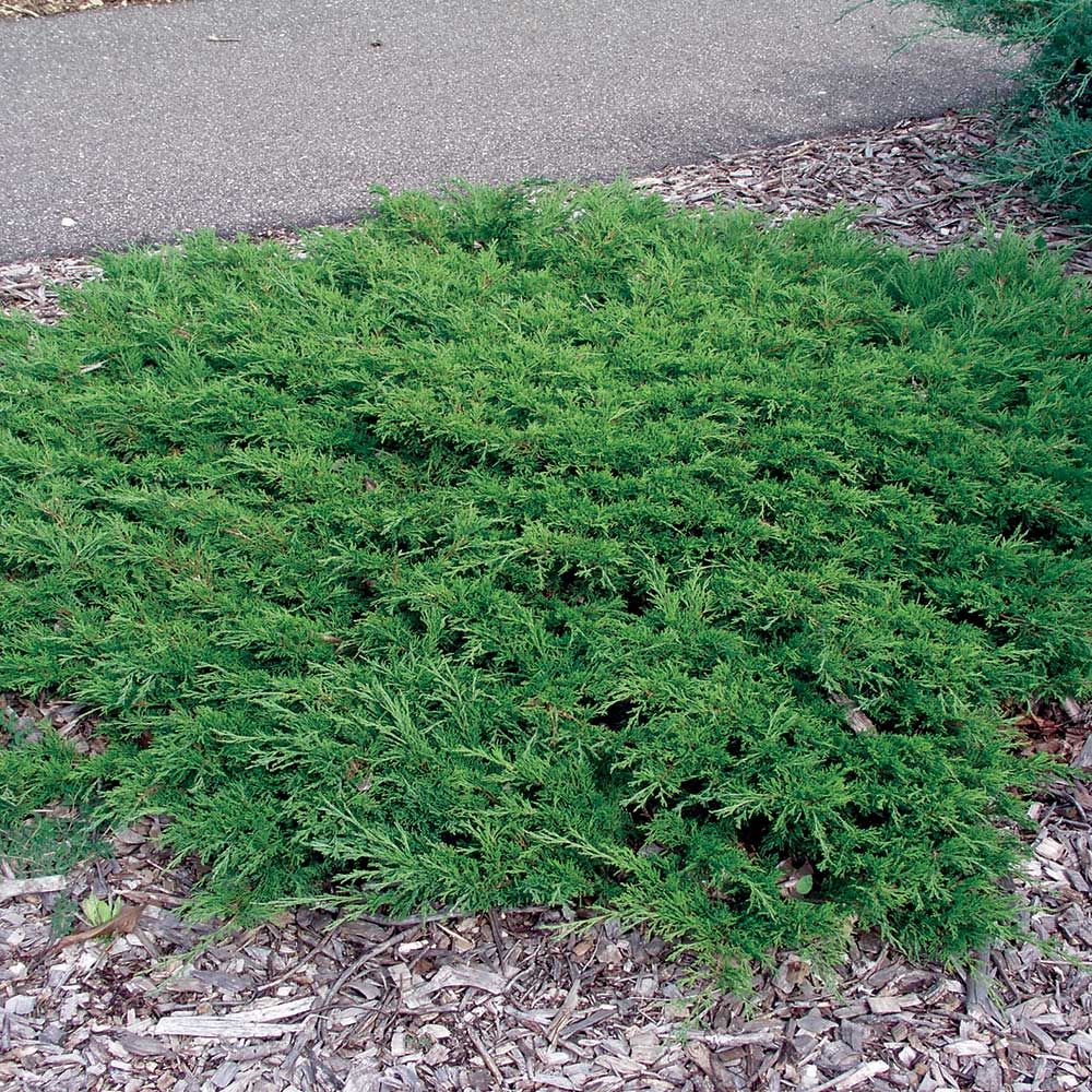 CALGARY CARPET JUNIPER 1gal