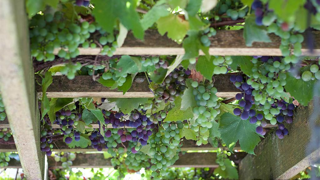 CATAWBA GRAPE 2gal