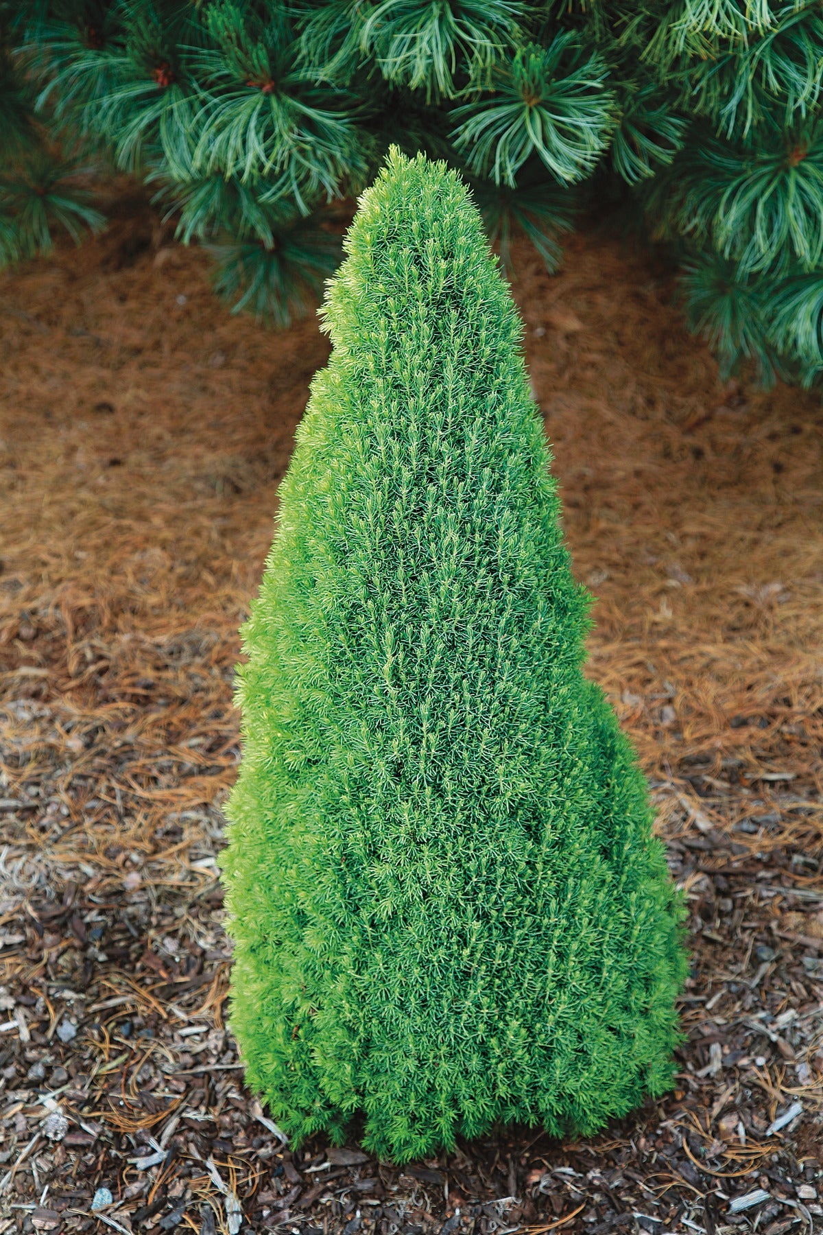 DILLY WHITE ALBERTA SPRUCE