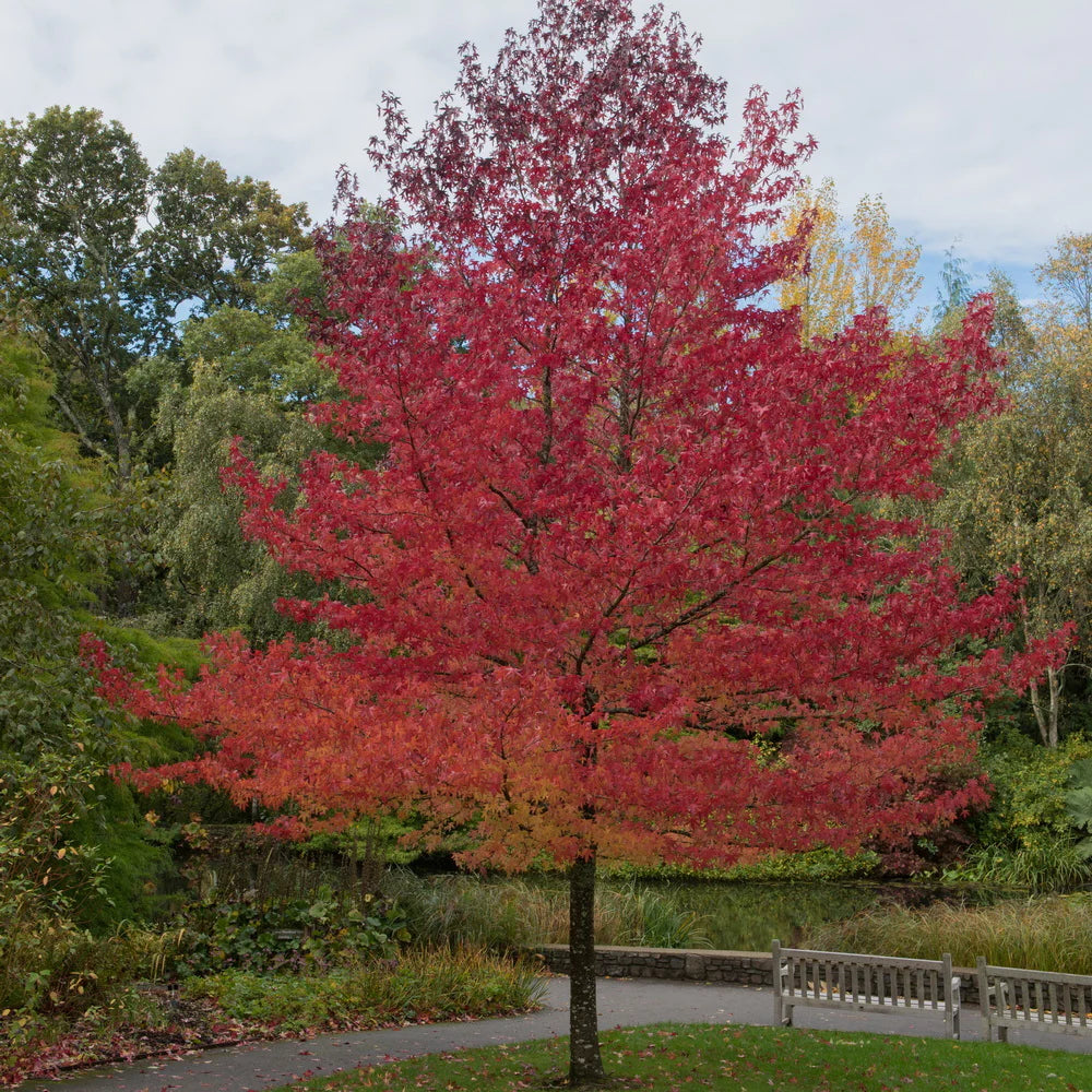 Happidaze Sweetgum (LIQUIDAMBAR HAPPIDAZE) - 3 gallon TREE