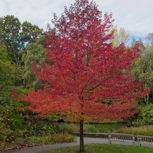 Happidaze Sweetgum (LIQUIDAMBAR HAPPIDAZE) - 3 gallon TREE