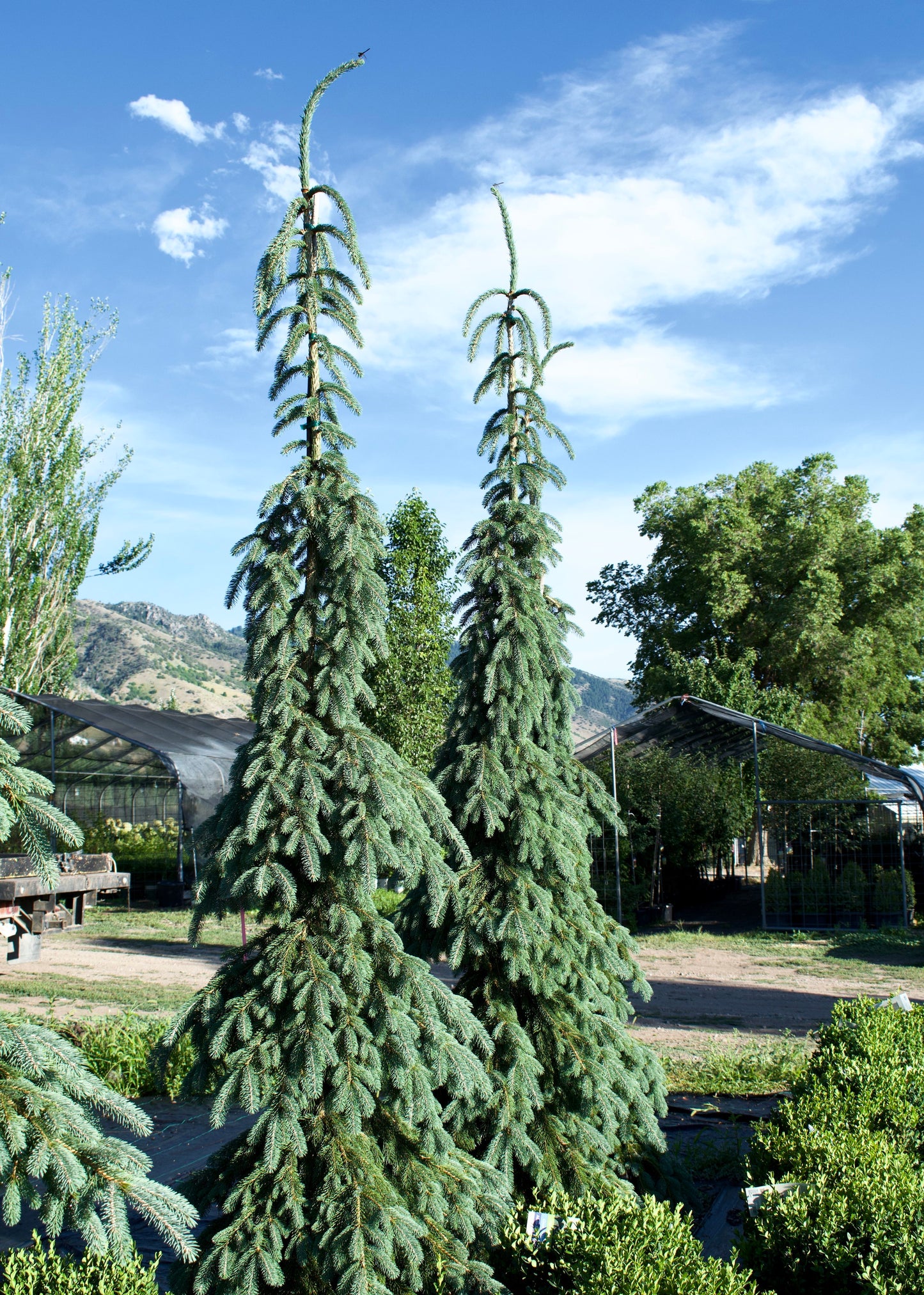 DILLY WHITE ALBERTA SPRUCE