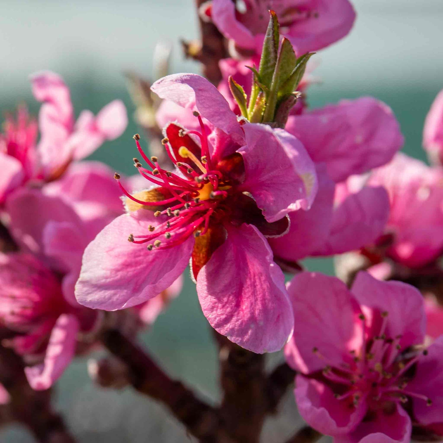 FLAVORTOP NECTARINE 7gal