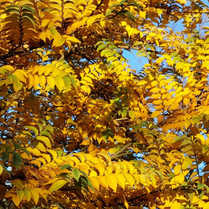 JACQUELINE HILLIER ELM 3gal