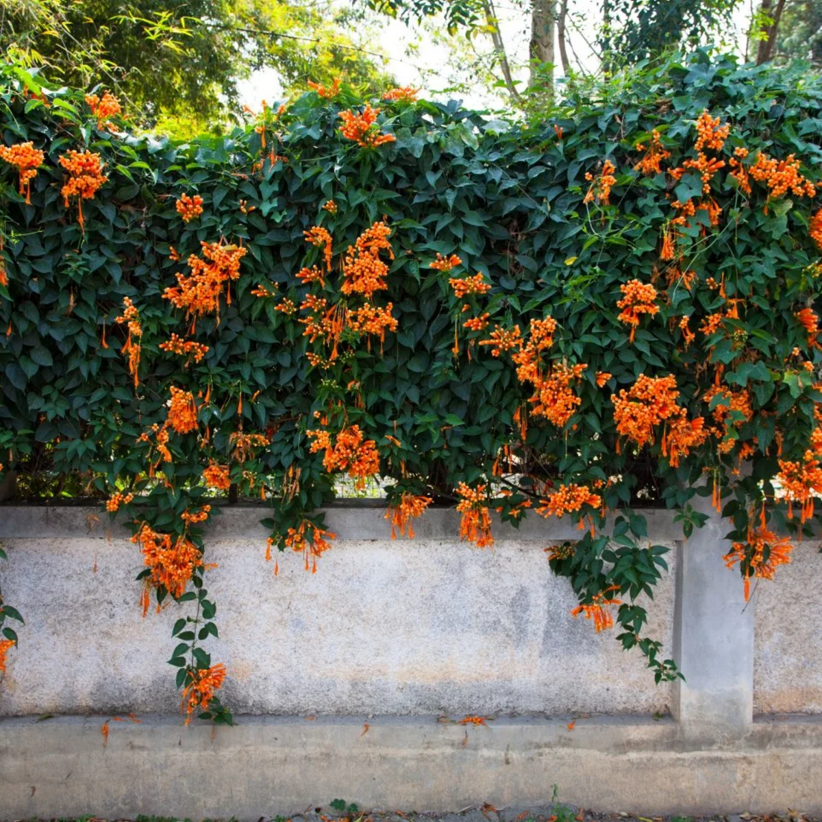 YELLOW TRUMPET VINE 2gal STAKED