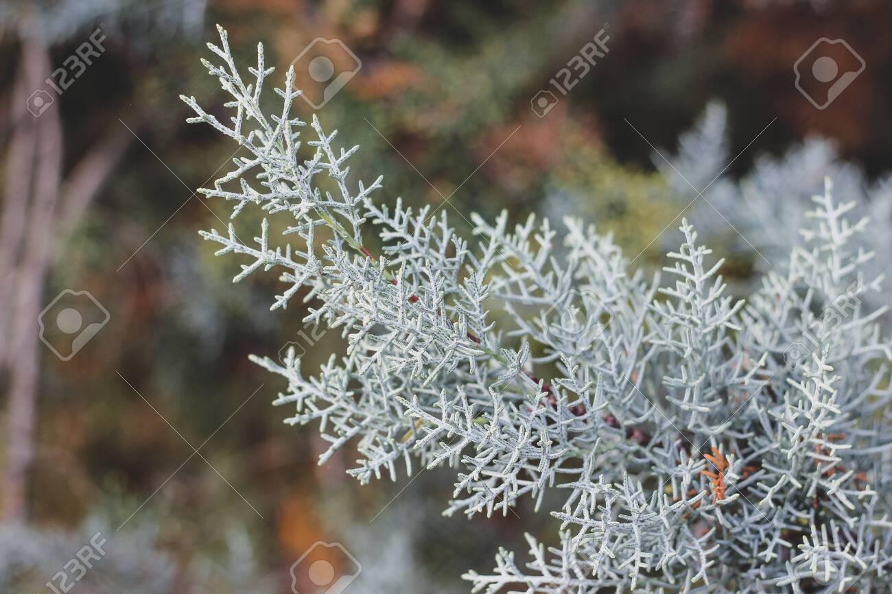 BLUE ICE ARIZONA CYPRESS 10gal