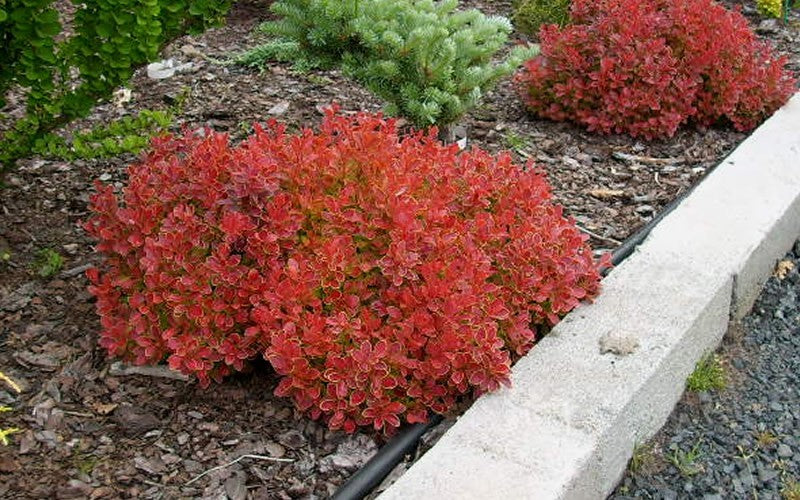 ADMIRATION BARBERRY 2gal
