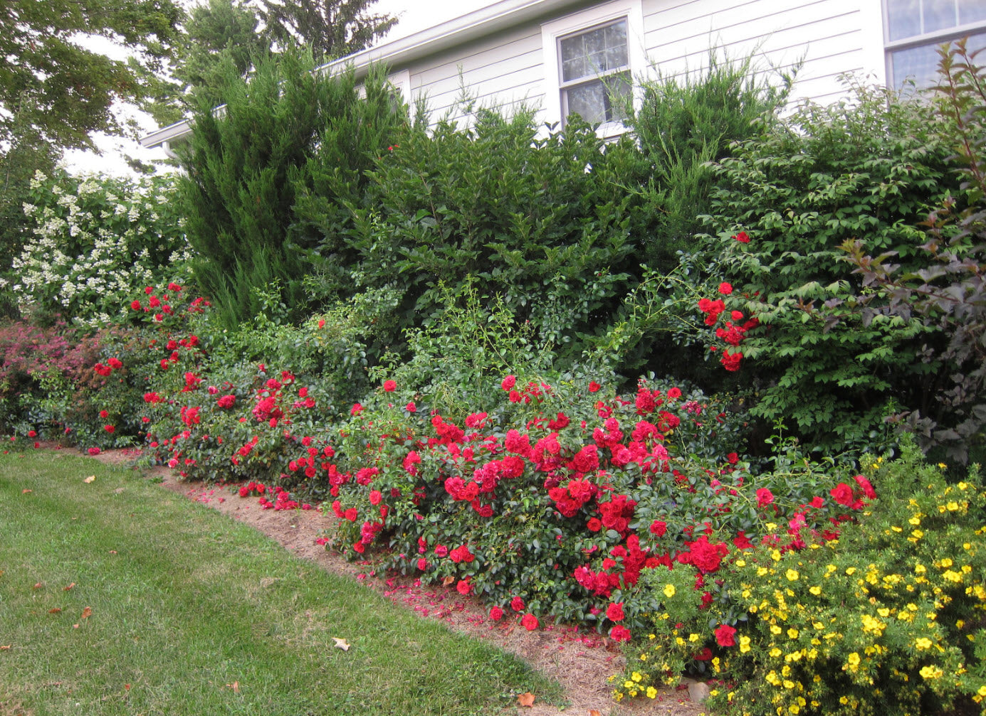 SCARLET FLOWER CARPET ROSE 2gal