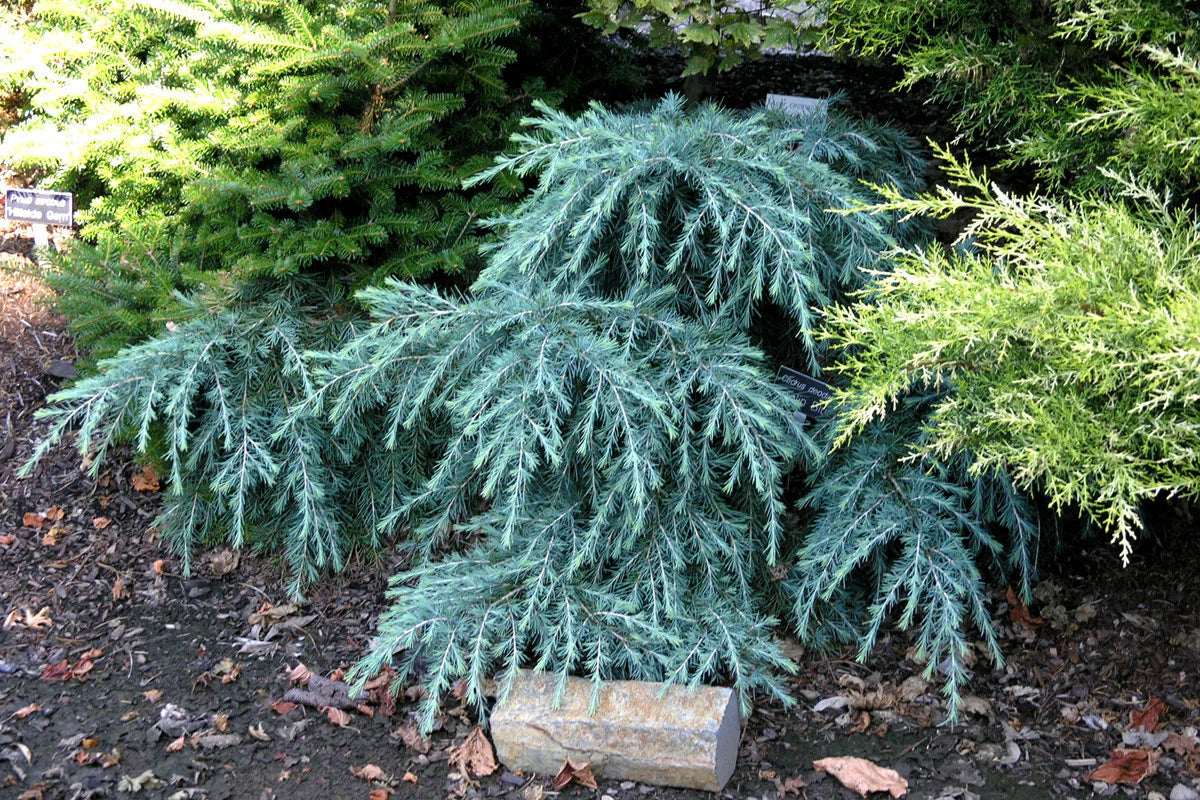 FEELING BLUE WEEPING CEDAR 5gal