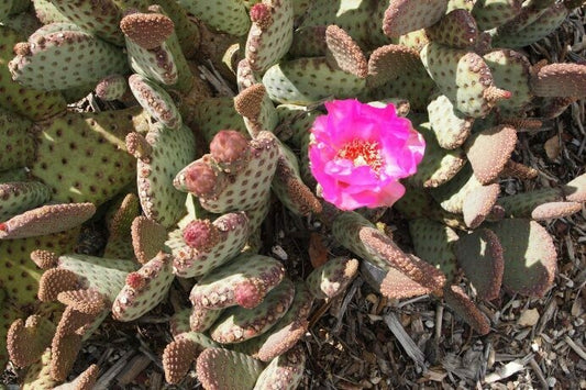 BABY BEAVERTAIL CACTUS