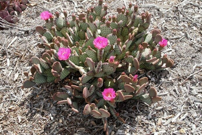 BABY BEAVERTAIL CACTUS 3gal