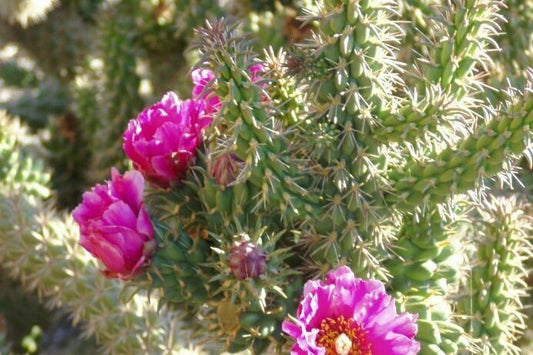 CANE CHOLLA 5 GAL