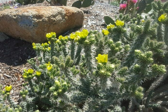 WHIPPLE CHOLLA 5gal