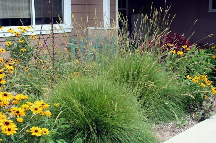 SLENDER SVELT GRASS 1GAL