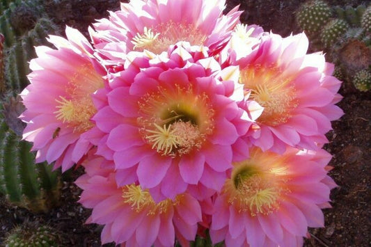 ASSORTED TRUMPET FLOWER CACTUS 3GAL