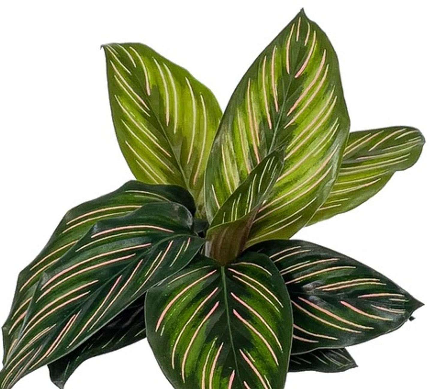 BEAUTY STAR CALATHEA 6in